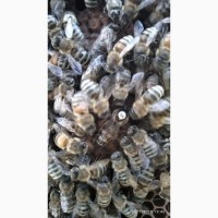 Бджоломатки Української степової породи F1 (пчеломатки)