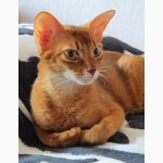 Абиссинская кошка - Чемпион CFA ищет любящих хозяев