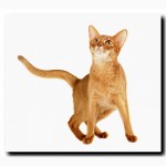 Абиссинская кошка - Чемпион CFA ищет любящих хозяев
