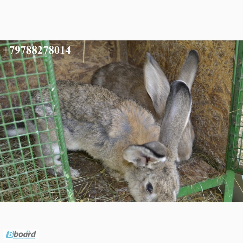 Фото 11. Продаю кроликов на племя Бахчисарайский район