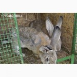 Продаю кроликов на племя Бахчисарайский район