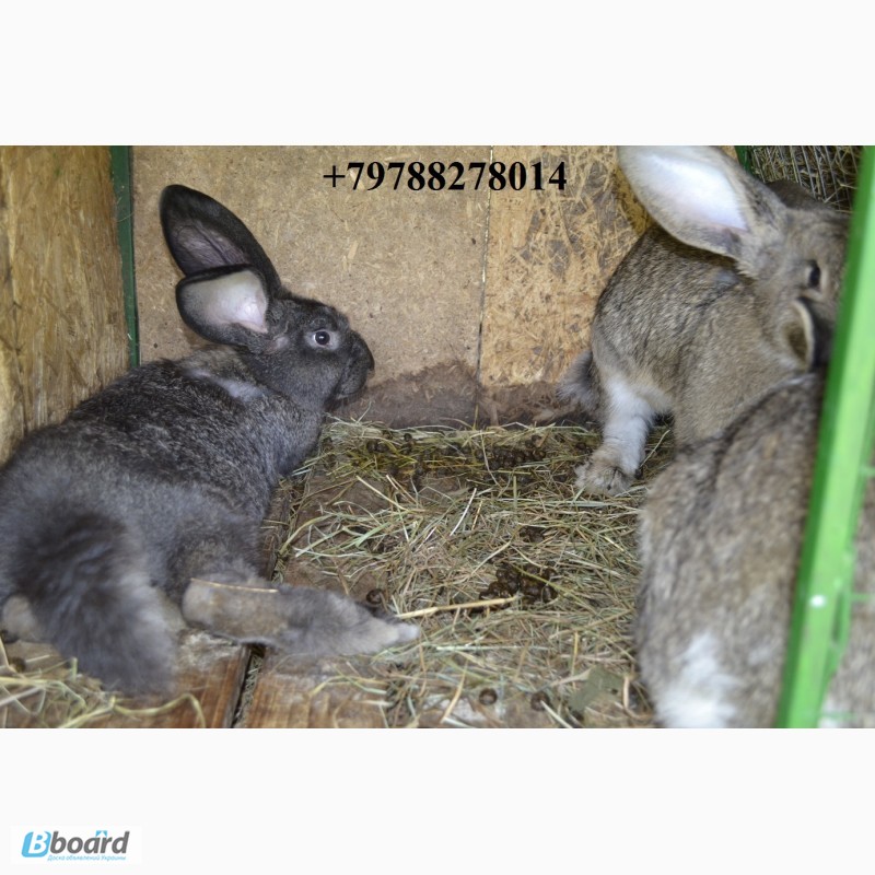 Фото 12. Продаю кроликов на племя Бахчисарайский район