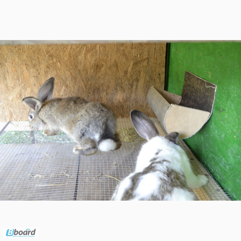 Фото 13. Продаю кроликов на племя Бахчисарайский район