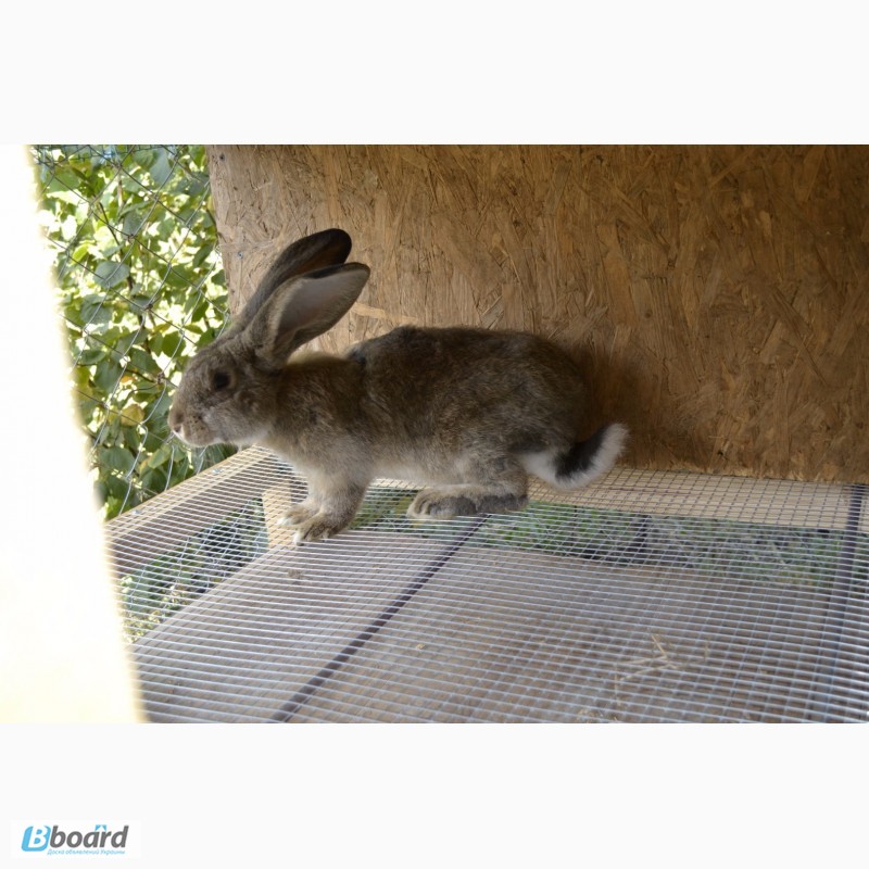 Фото 14. Продаю кроликов на племя Бахчисарайский район