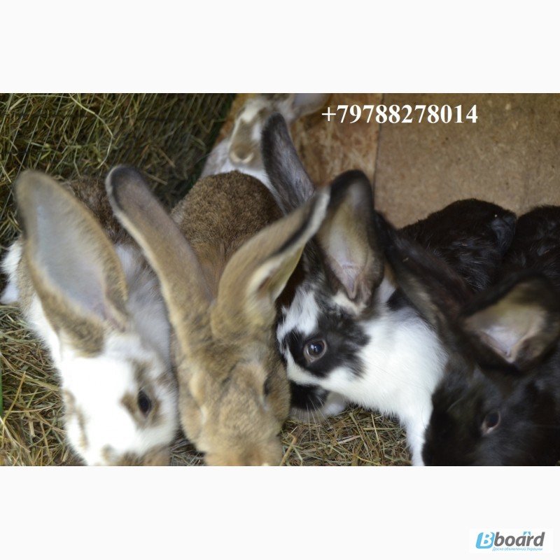 Фото 2. Продаю кроликов на племя Бахчисарайский район