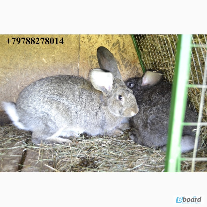 Фото 3. Продаю кроликов на племя Бахчисарайский район