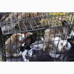 Продаю кроликов на племя Бахчисарайский район