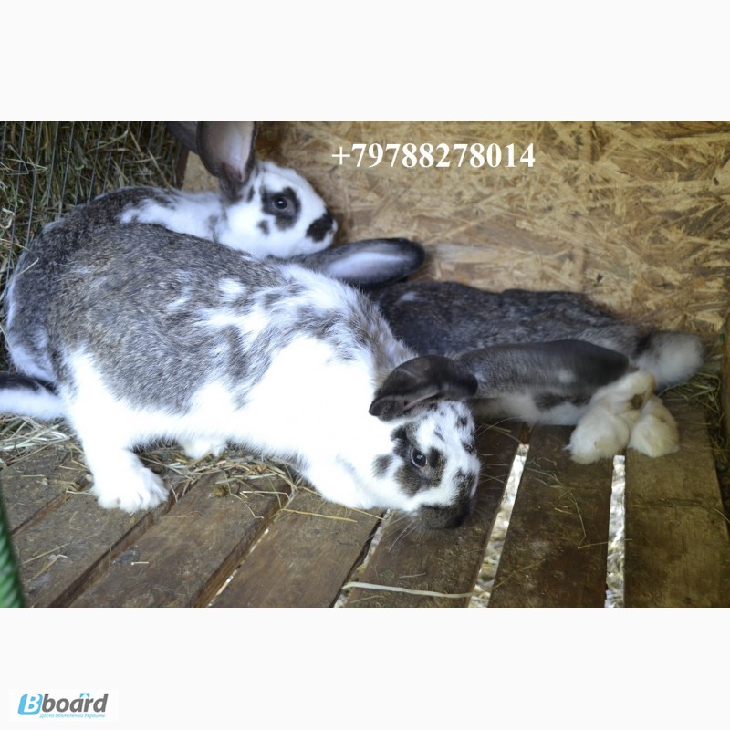 Фото 7. Продаю кроликов на племя Бахчисарайский район