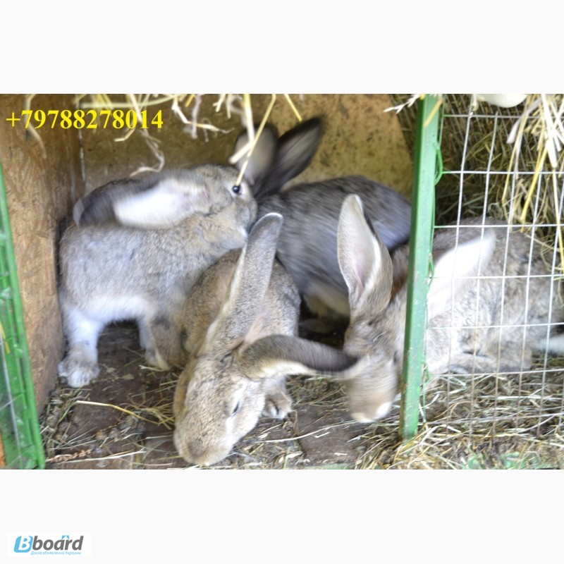 Фото 8. Продаю кроликов на племя Бахчисарайский район