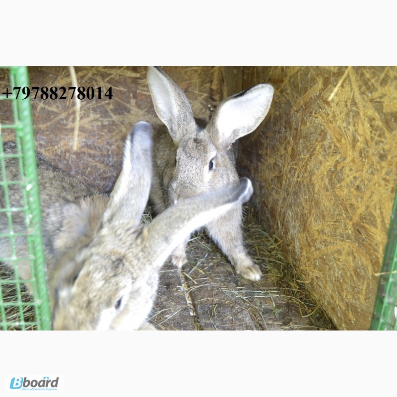 Фото 9. Продаю кроликов на племя Бахчисарайский район