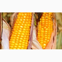 ВНИС Семена кукурузы Гран 310 (ФАО 250)