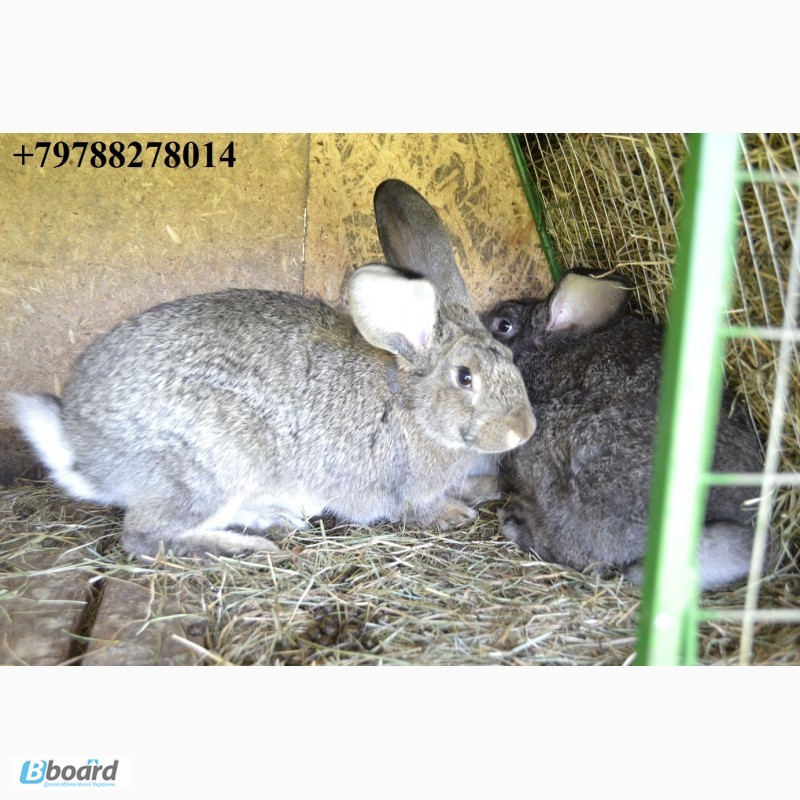 Фото 10. Продаю кроликов на племя. Бахчисарайский район, село Голубинка