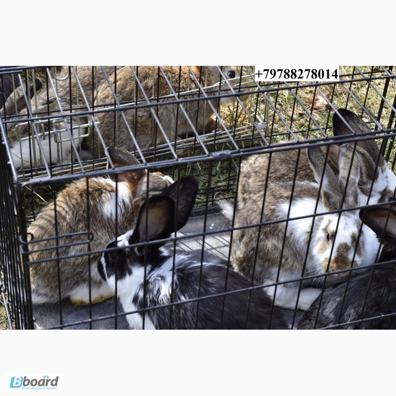 Фото 12. Продаю кроликов на племя. Бахчисарайский район, село Голубинка
