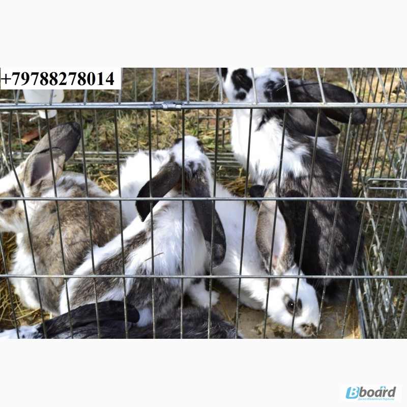 Фото 16. Продаю кроликов на племя. Бахчисарайский район, село Голубинка