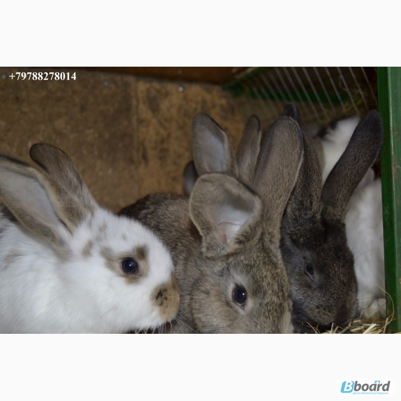 Фото 4. Продаю кроликов на племя. Бахчисарайский район, село Голубинка