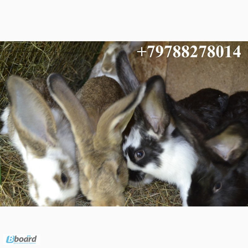 Фото 9. Продаю кроликов на племя. Бахчисарайский район, село Голубинка