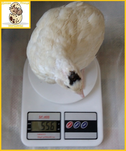 Фото 2. Яйца инкубационные перепела Техасец - супер бройлер (США)