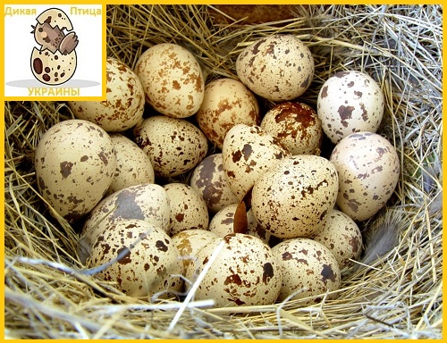 Фото 4. Яйца инкубационные перепела Техасец - супер бройлер (США)