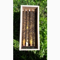 Продам бджолопакети карпатка 2020