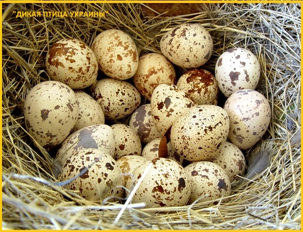 Фото 4. Яйца инкубационные перепела Фараон утяжеленный (селекция Испании)