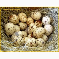 Яйца инкубационные перепела Фараон утяжеленный (селекция Испании)