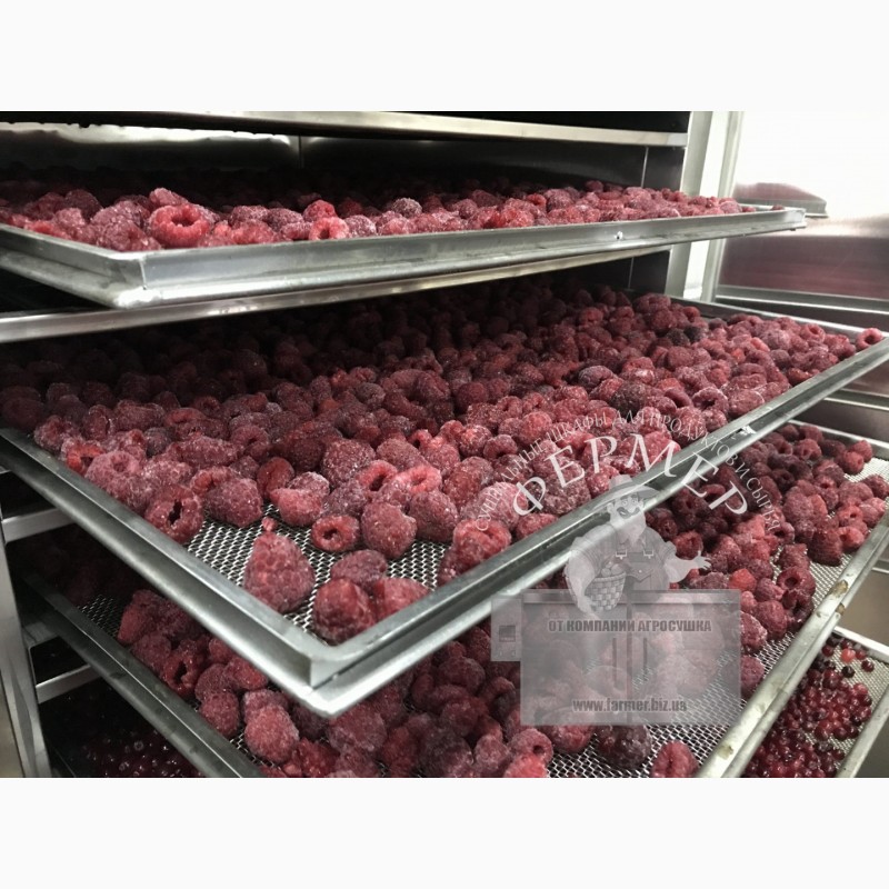 Фото 6. Инфракрасный сушильный шкаф Фермер-1020 для сушки яблочных чипсов, мясных джерок