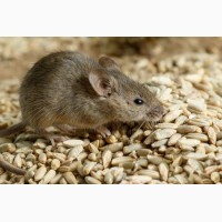 Отпугиватель грызунов крыс, мышей ультразвуковой
