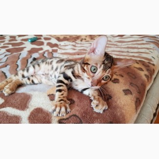 Бенгальская кошка купить Днепр купить бенгальского котенка Днепр