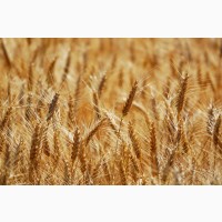 Насіння Озимої пшениці АМПЕР, еліта (реалізуємо від 1т)