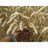Насіння пшениці Катруся Одеська ( ЕЛІТА)
