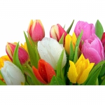 Продаем оптом Тюльпаны, альстромерия и гиацинты к 8 марта!