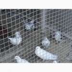 Продам голубей разных пород
