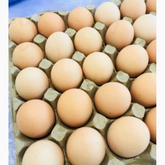 Яйце столове, харчове С3, яйцо столовое пищевое птицефабрика