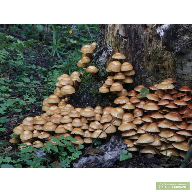 Фото 2. Мицелий (семена грибов) опенка для выращивания грибов в домашних условиях
