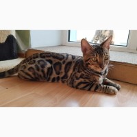 Продажа лучших бенгальских котят Харьков