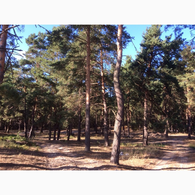 Фото 5. Продам 10 соток земли с сосновым лесом в с.Новоселки, Вышгородский район