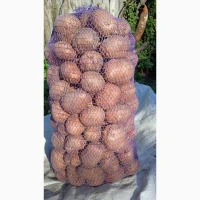 Продам картоплю сорта Белла Роса