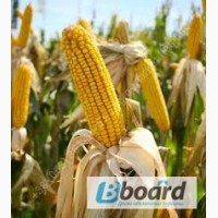 Семена кукурузы Муасон ФАО 330 (новинка 2015)