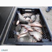 Продам речного жывого карася