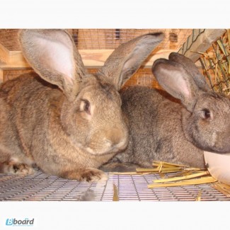 Комбикорм, корм для кроликов в Одессе, от 1, 5месяцев, откорм, для кролематок, лактирующих