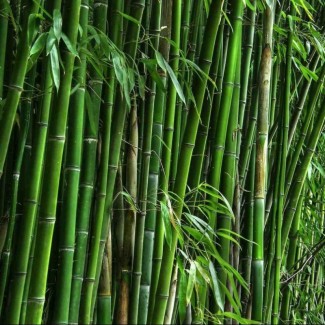 Семена морозостойкого бамбука Мосо 25 шт (Phyllostachys Edulis Moso)