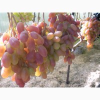 Черенки (чубуки) винограда элитных сортов