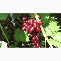 Черенки (чубуки) винограда элитных сортов