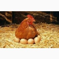 Комбикорм для кур-несушек