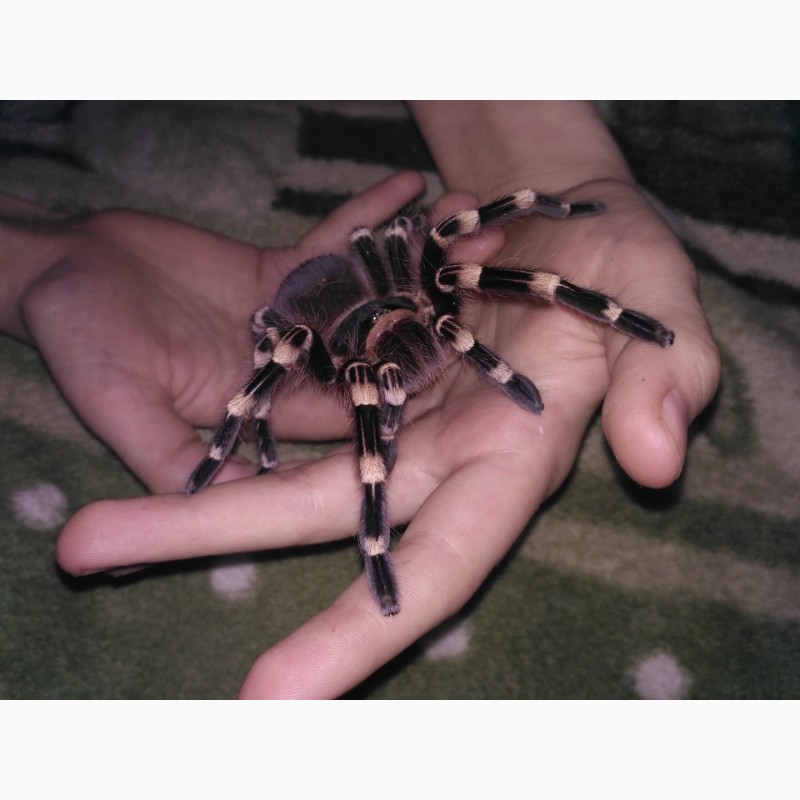 Фото 2. Продам паука птицееда Acanthoscurria geniculata