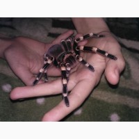 Продам паука птицееда Acanthoscurria geniculata