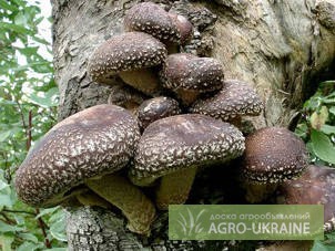 Фото 2. Мицелий шиитаке, грибов рейши, чага, мейтаке, энокитаке, муэр