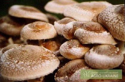 Фото 3. Мицелий шиитаке, грибов рейши, чага, мейтаке, энокитаке, муэр