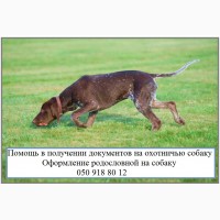 Регистрируем собак с выдачей охотничьего паспорта, Харьков