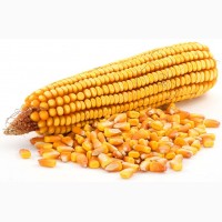 Закупаем кукурузу (крупные партии)